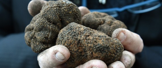 FRANCE-AGRICULTURE-GASTRONOMY-TRUFFLES