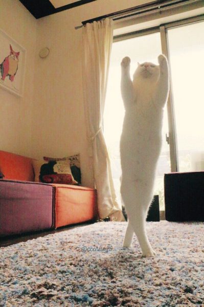 ballecat1