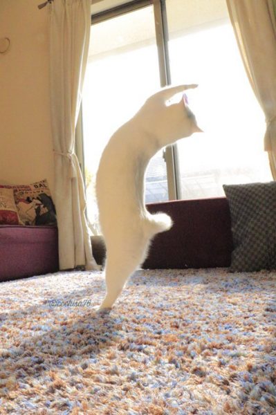 ballecat2