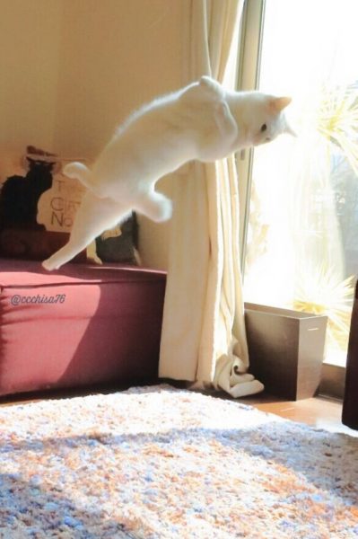 ballecat3