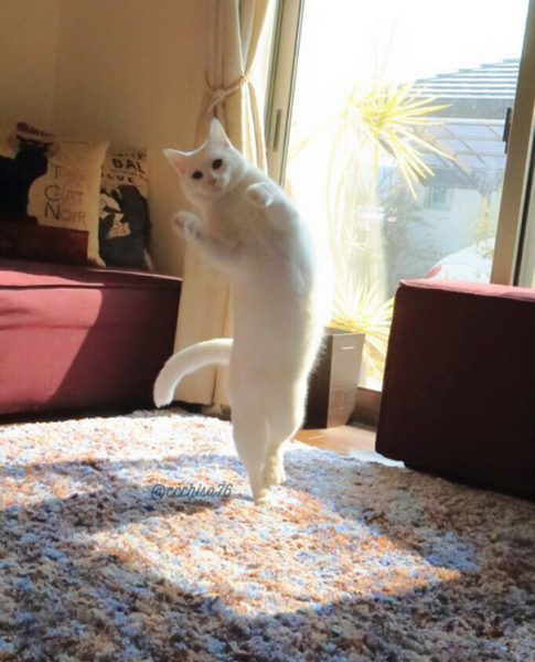 ballecat5