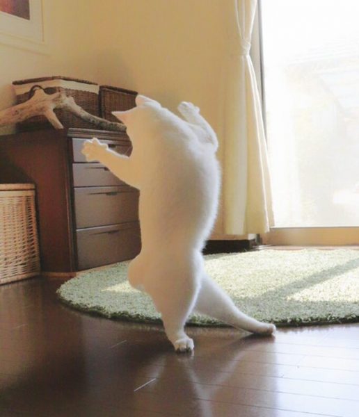 ballecat6