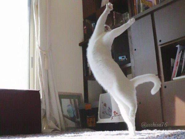 ballecat7