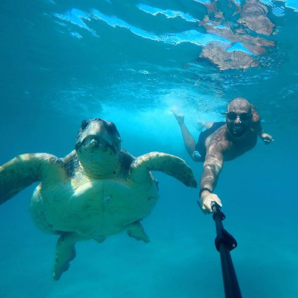 caretta-caretta