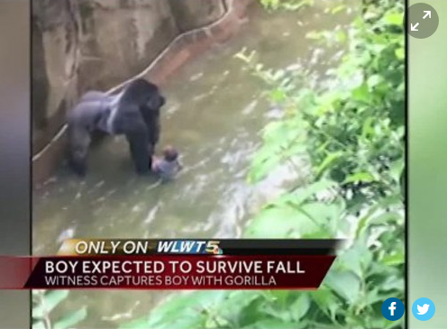 gorillas paidi