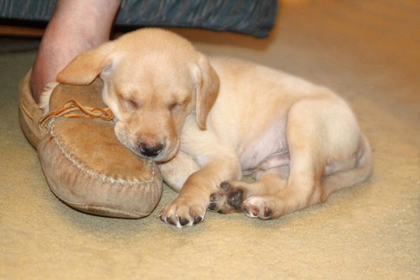 puppy-sleeping-on-daddys-foot-linda-phelps