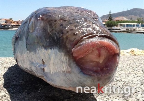 αρχείο λήψης