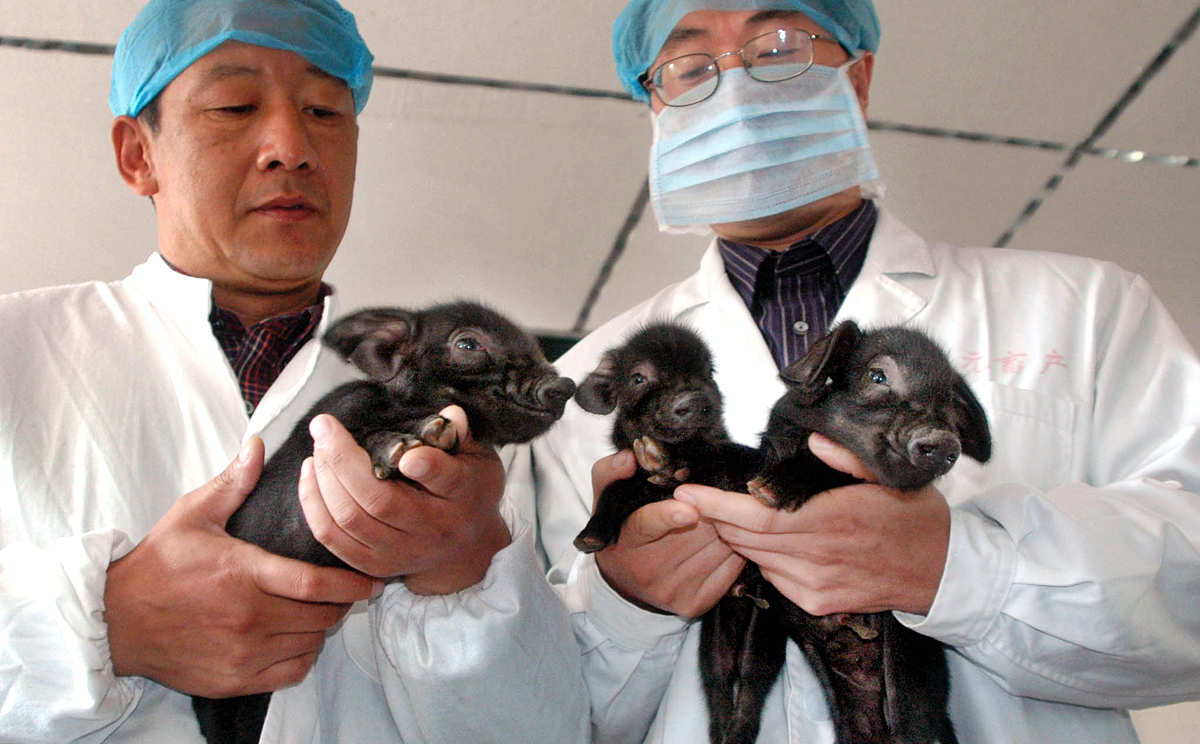 Chines researchers hold three cloned pigs born on October 12, 2006 in Harbin, northeastern China's Heilongjiang province, on October 15, 2006. The cloned pigs are the first success case of cloning pigs in China.  Photographer: EyePress News. Credit Line: EyePress News/EyePress City, Province: Harbin, Heilongjiang. Country: China. Region: China. Source: EyePress.  **** This photo was licensed for one time use only. PLEASE CLEAR THE COPYRIGHTS WITH THE OWNER BEFORE REPUBLISHING THIS IMAGE.****