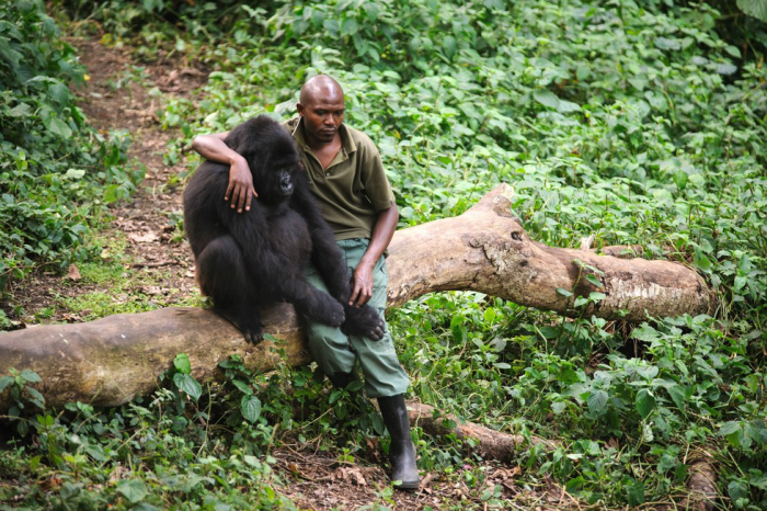 GORILLA