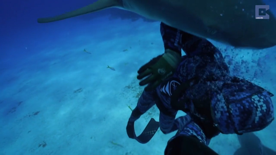 Shark Headbutt