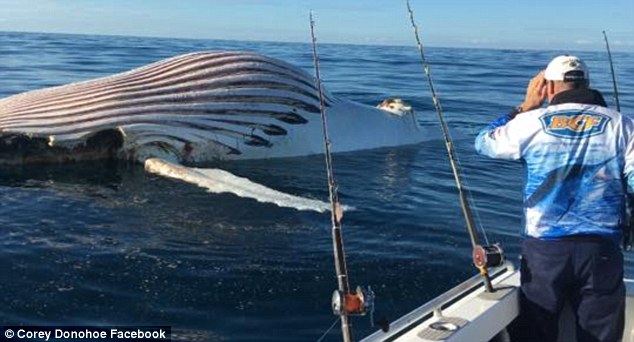 whale2