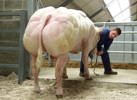 Belgian-Blue-1