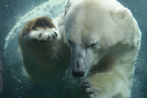 bear2