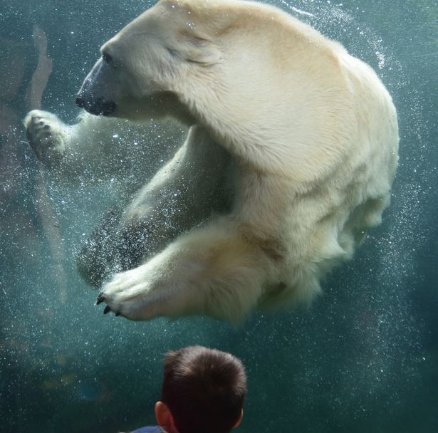 bear8