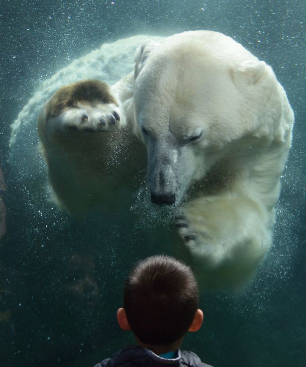 beargood