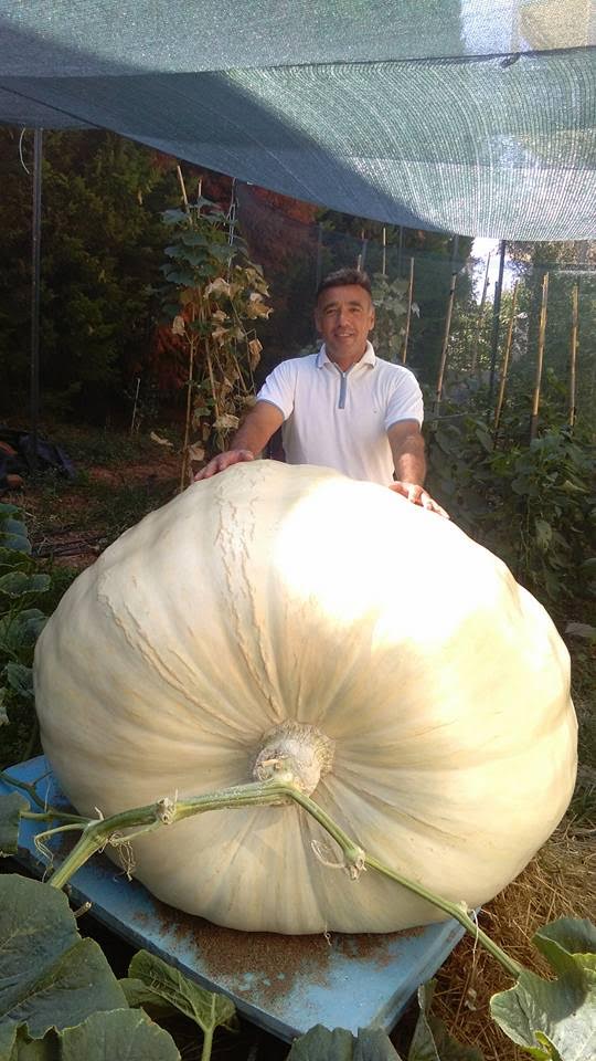 kolokytha 2
