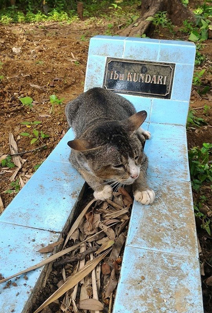 catgrave