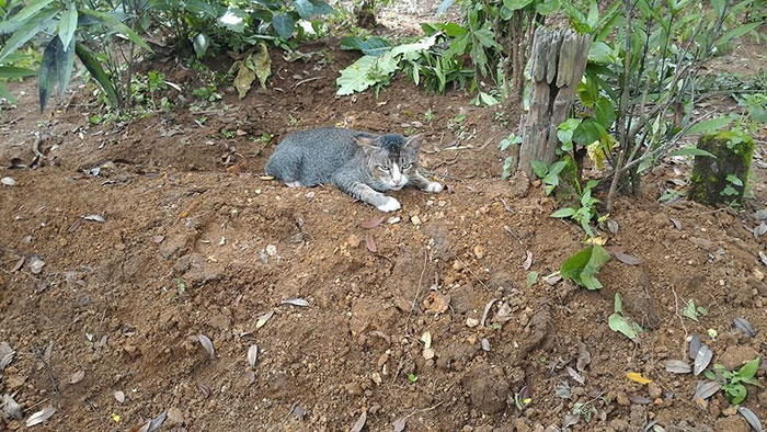 catgrave1