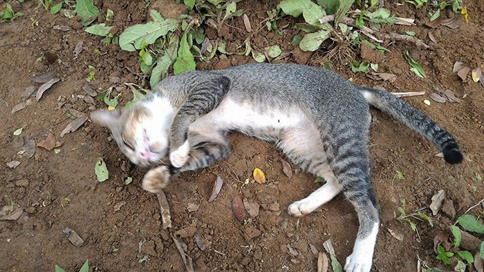 catgrave2
