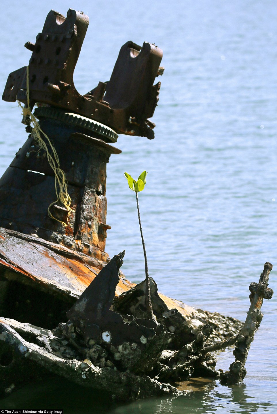 3B120C3C00000578-4003520-image-a-9_1481021294754