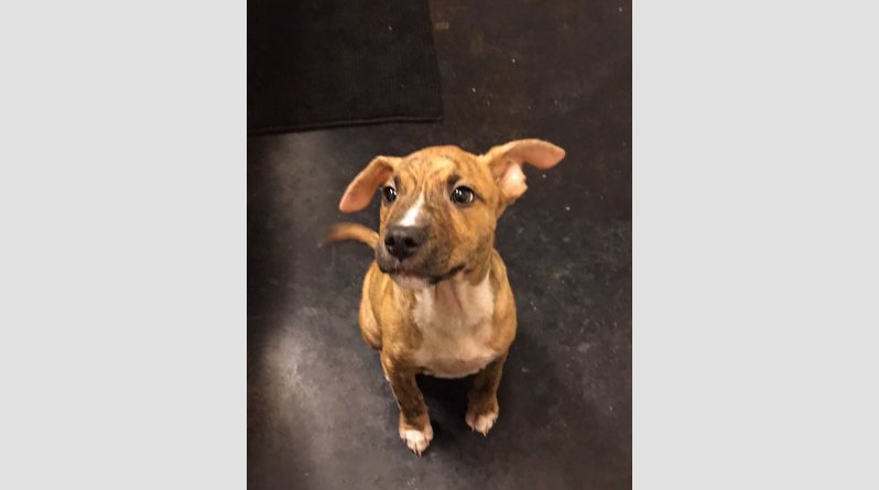 dog-cleans-pee-toilet-paper-pablo-2