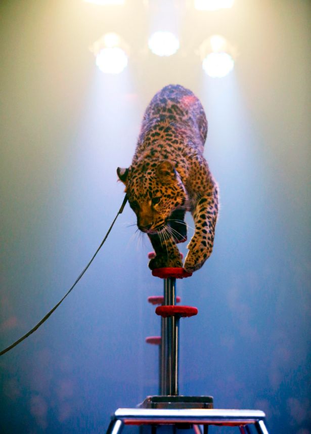 leopardali tsirk