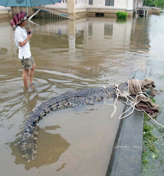 In this March 28, 2011 photo, a Thai man stands next to a crocodile that was captured after it escaped from Nakhon Si Thammarat zoo during floods in Nakhon Si Thammarat province, southern Thailand. Floods caused by heavy rains after storm swept through southern part of Thailand have hit all 14 provinces in the country's south since early this week. Thai National Disaster Warning Center forecast for more heavy rain in the area until Thursday. (AP Photo)  THAILAND OUT