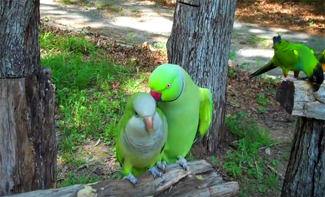 papagalos-prospathei-na-flertarei-mia-thylikia
