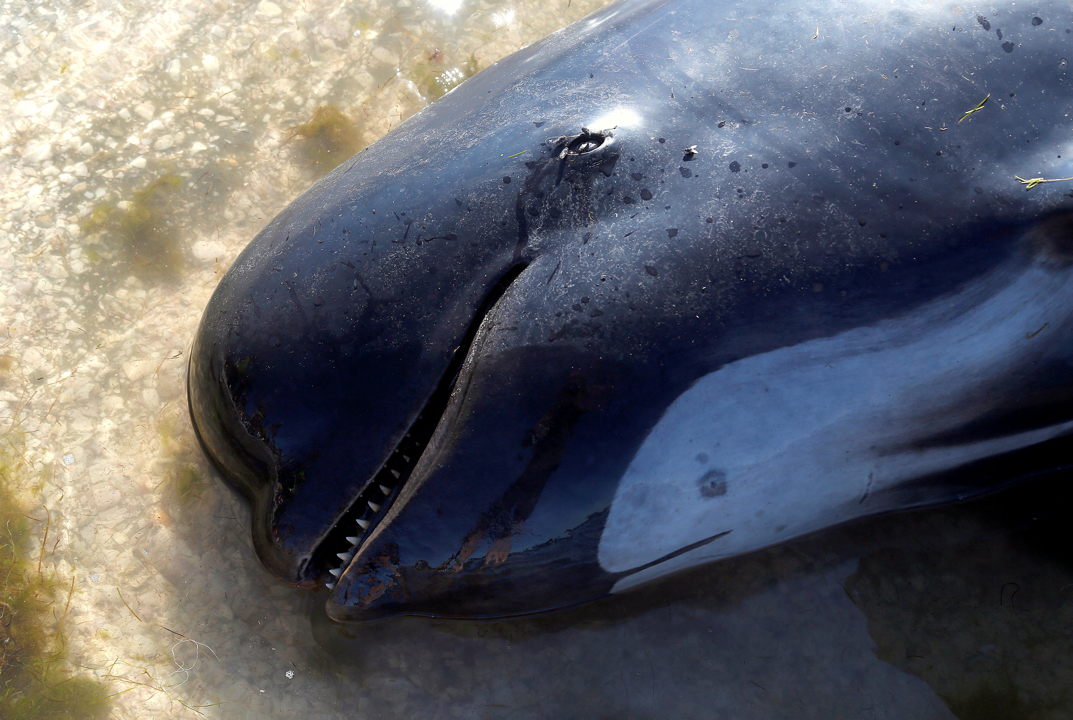 A dead pilot whale lies on a sandbank after one of the country's largest recorded mass whale strandings, in Golden Bay, at the top of New Zealand's South Island, February 11, 2017.  REUTERS/Anthony Phelps     TPX IMAGES OF THE DAY