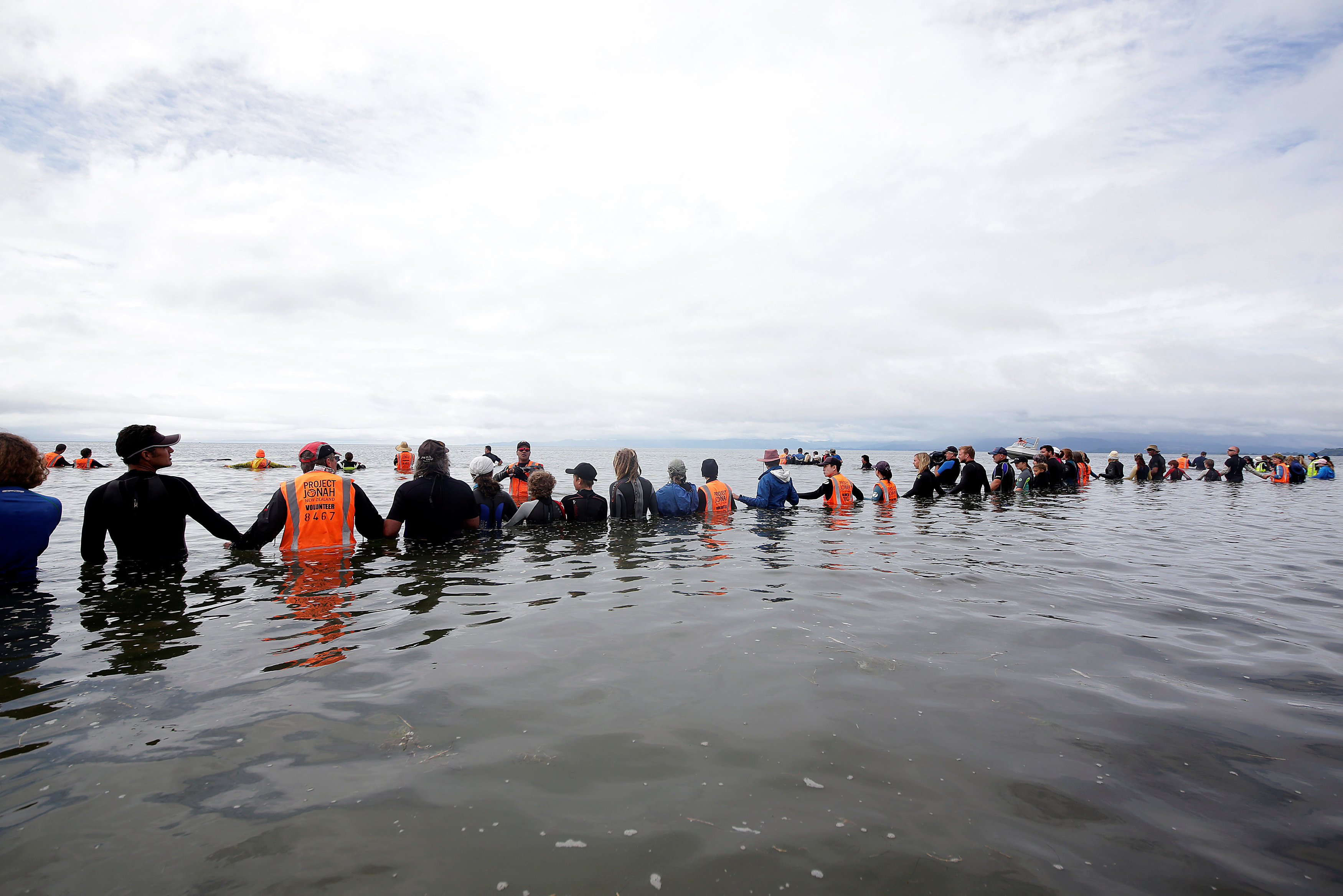 Volunteers form a human chain to stop a pod of pilot whales from stranding themselves again after being refloated after one of the country's largest recorded mass whale strandings, in Golden Bay, at the top of New Zealand's South Island, February 12, 2017. REUTERS/Anthony Phelps