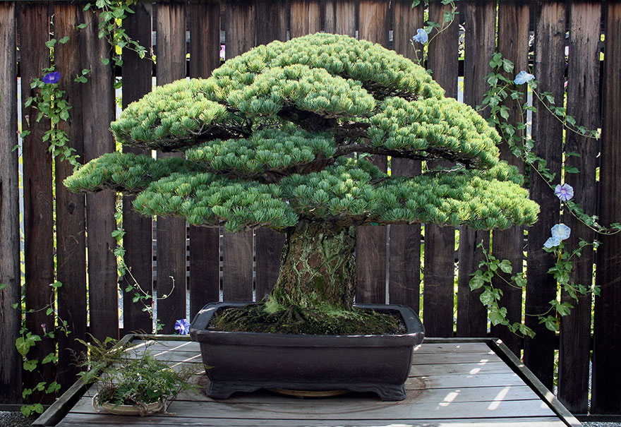hiroshima-bonsai2