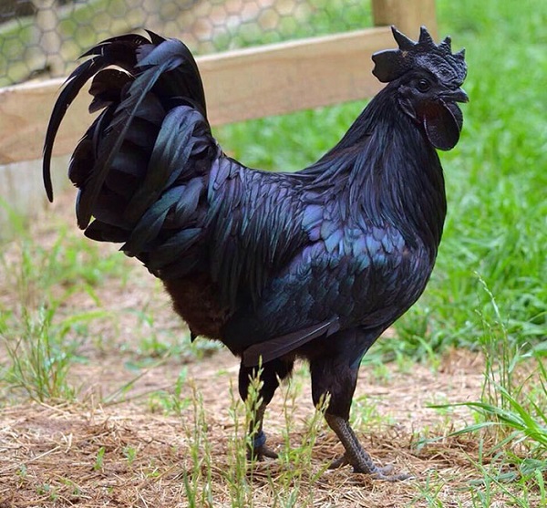 mavrokot1