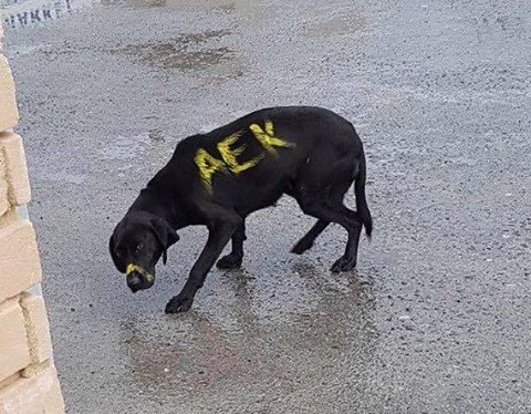 skylaki aek