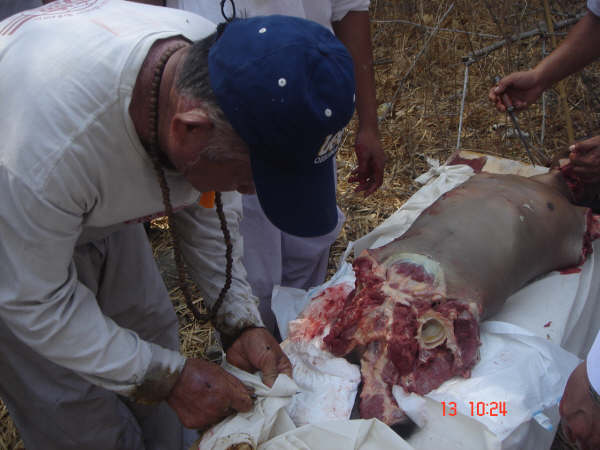 DSC09768