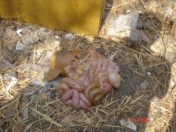 DSC09780