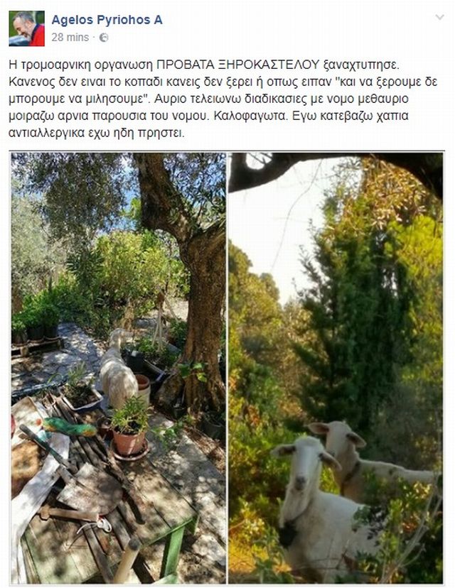 pyriochos_arnia2