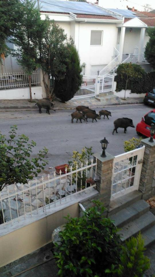 agriogourouna-1505798741