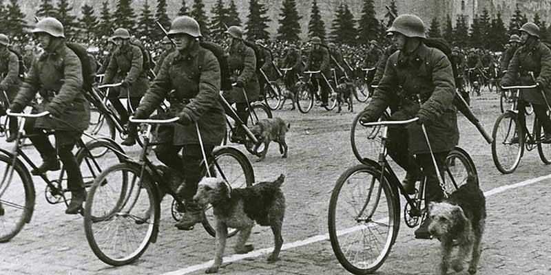 anti-tank-dog