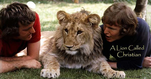 lion1