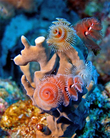 christmas_tree_worm_01