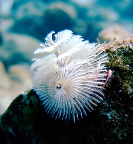 christmas_tree_worm_02