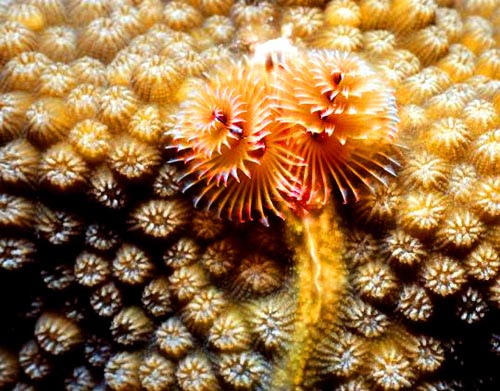 christmas_tree_worm_03