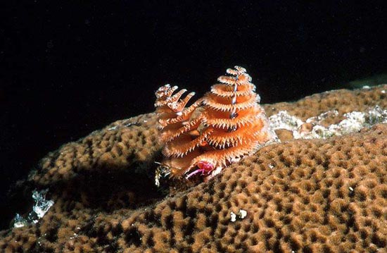 christmas_tree_worm_04