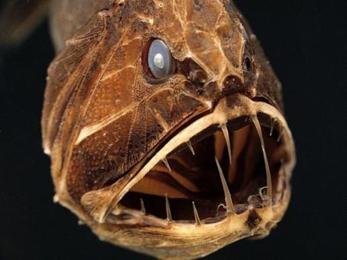 fangtooth_01