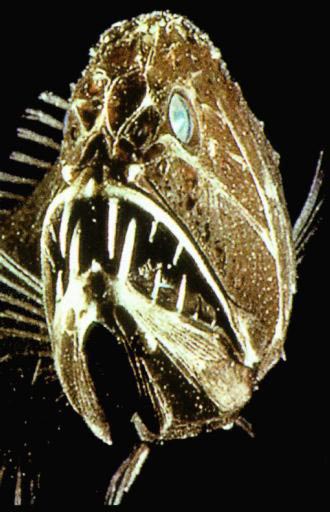fangtooth_02