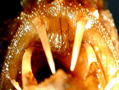 fangtooth_04