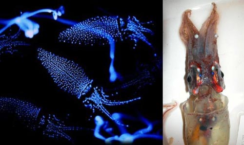 firefly_squid_01
