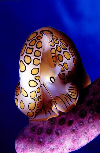 flamingo_toungue_snail_02