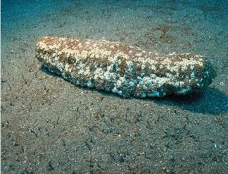 furry_sea_cucumber_01