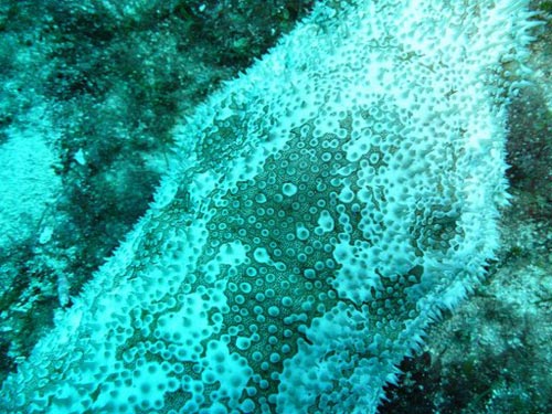furry_sea_cucumber_02
